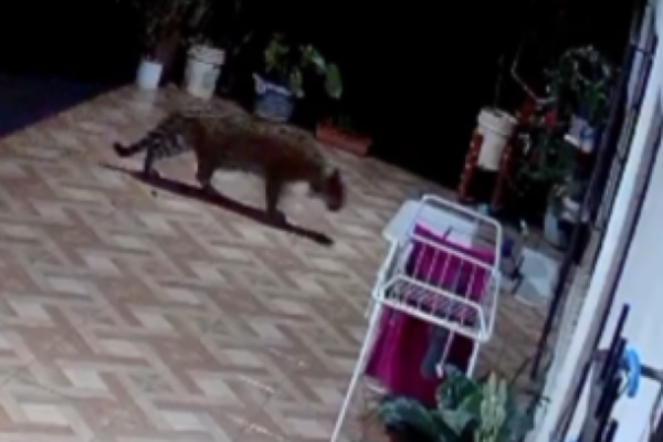 Onça-pintada aparece em casa de Puerto Iguazú e assusta moradores locais