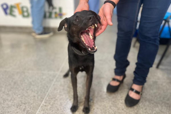 Diretoria de Bem-Estar Animal inicia 2.900 castrações de cães e gatos machos