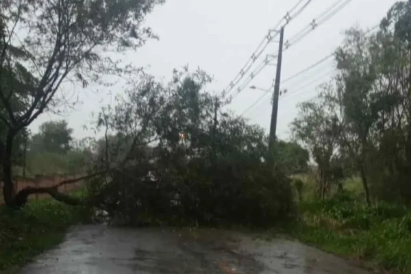 Temporal com vento de 54km/h provoca queda de 11 árvores e um poste em Foz