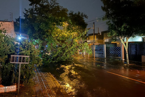 Temporal em Foz do Iguaçu derruba árvores na noite de domingo (16)