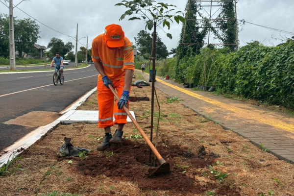 Prefeitura investe em arborização e embeleza a Avenida Ayrton Senna com ipês