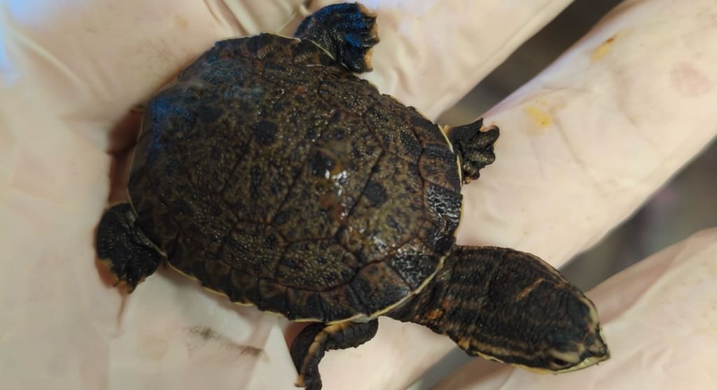 Cataratas: nascimento de filhotes de répteis movimenta lado argentino