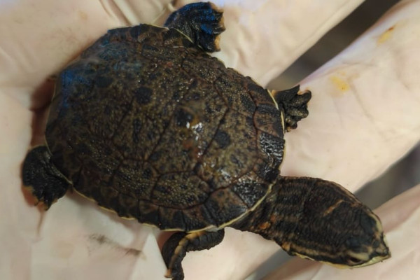 Cataratas: nascimento de filhotes de répteis movimenta lado argentino