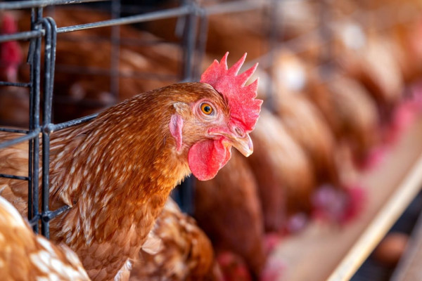 Paraguai quer ampliar exportações avícolas para a União Europeia