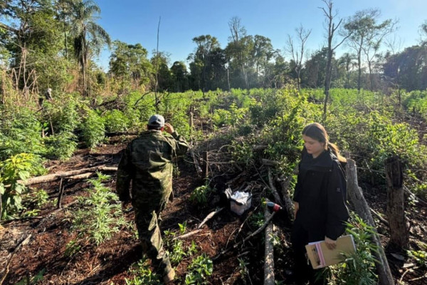 Paraguai localiza plantação de maconha em parque nacional na fronteira