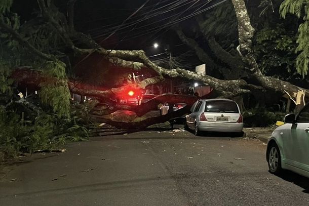 Rajadas de vento derrubam árvores em cinco bairros na noite desta quinta-feira