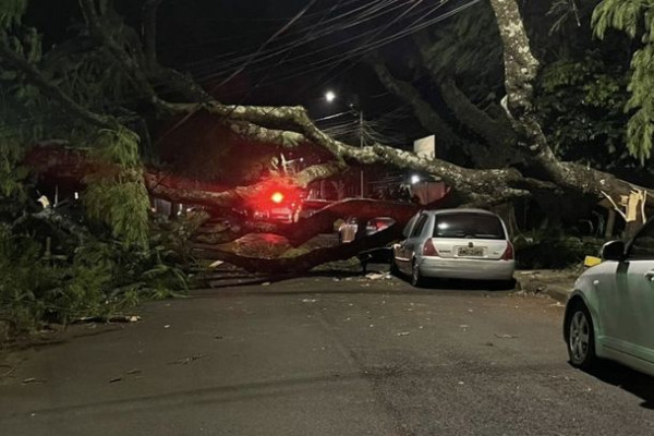 Rajadas de vento derrubam árvores em cinco bairros na noite desta quinta-feira