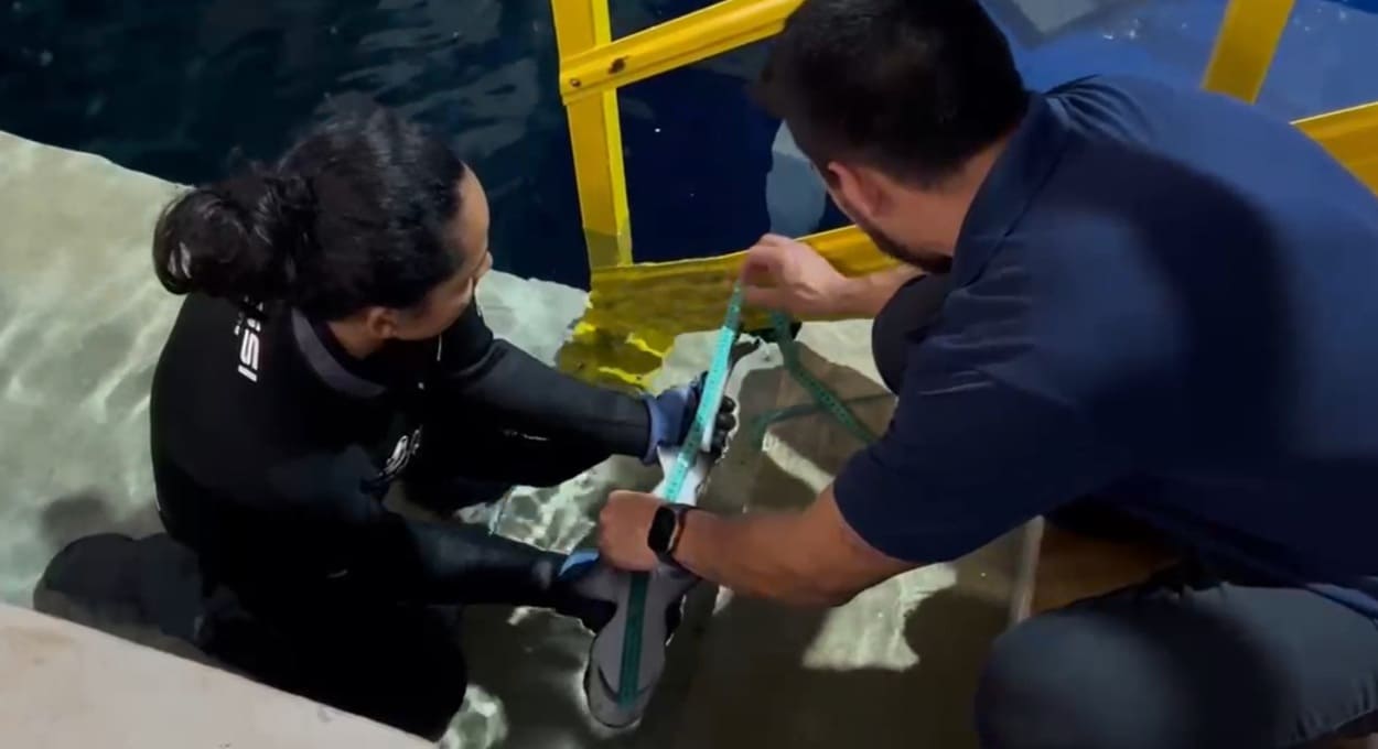 Baby shark: aquário tem primeiro nascimento de tubarão em Foz do Iguaçu