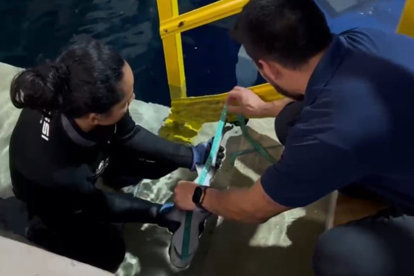 Baby shark: aquário tem primeiro nascimento de tubarão em Foz do Iguaçu
