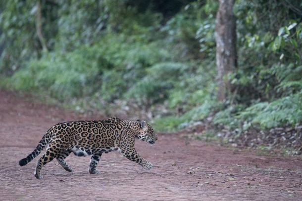 Parque Nacional do Iguaçu realiza monitoramento de felinos e restringe trilhas