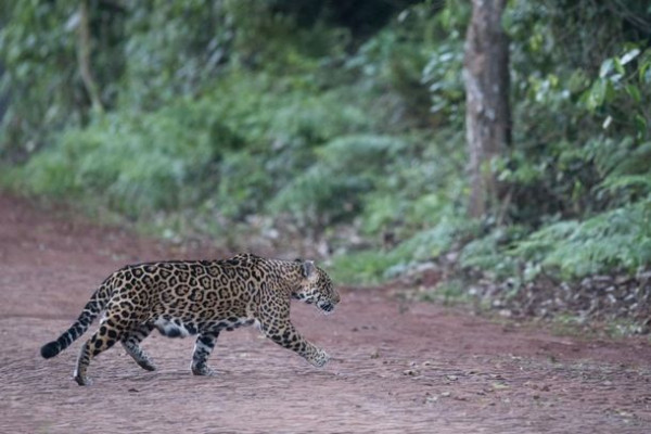 Parque Nacional do Iguaçu realiza monitoramento de felinos e restringe trilhas