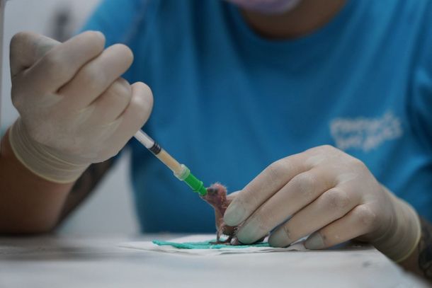 14 periquitos cara-suja nascem no Parque das Aves em Foz do Iguaçu