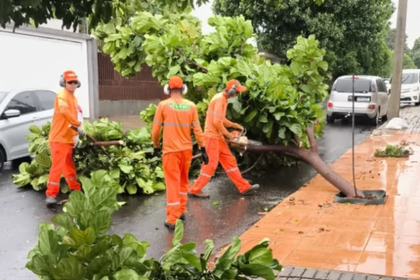 Chuva e ventania provocam quedas de árvores e danos na rede elétrica