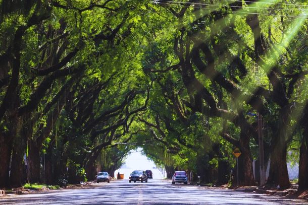 Câmara cobra prefeitura sobre falta de plano para árvores em Foz do Iguaçu