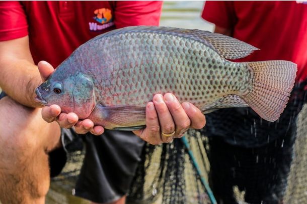 Mercado Barrageiro recebe a 19ª Feira do Peixe durante a Semana Santa