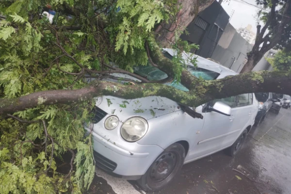 Chuva forte provoca quedas de árvores e atinge veículo no centro da cidade