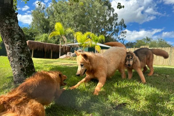 Novo espaço do Eco Park apresenta evolução dos cães e sua relação com humanos