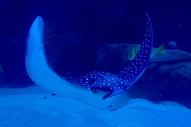 Nova raia-chita chega ao AquaFoz e visitantes poderão escolher nome no feriado