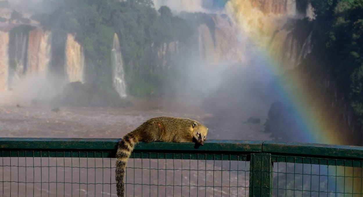 Foz do Iguaçu vence premiação nacional como destino de ecoturismo