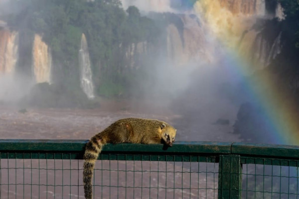 Foz do Iguaçu vence premiação nacional como destino de ecoturismo