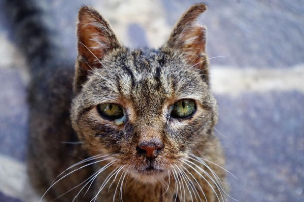 Doença transmitida por gatos cresce em Foz do Iguaçu e preocupa autoridades