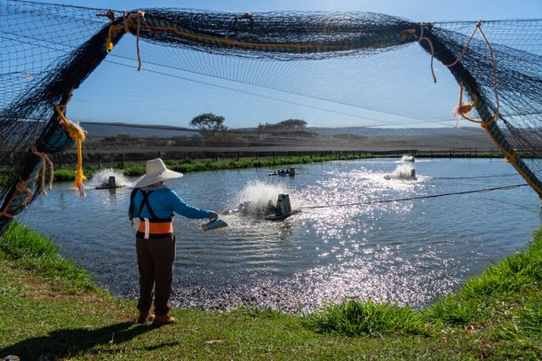 Itaipu avança em projeto para criar tilápias em larga escala no lago da usina