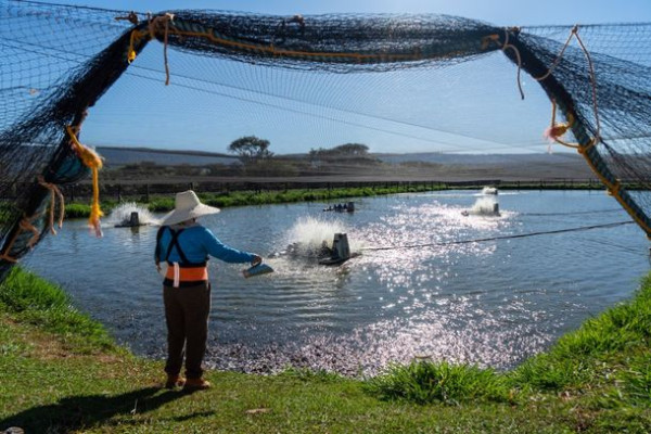 Itaipu avança em projeto para criar tilápias em larga escala no lago da usina