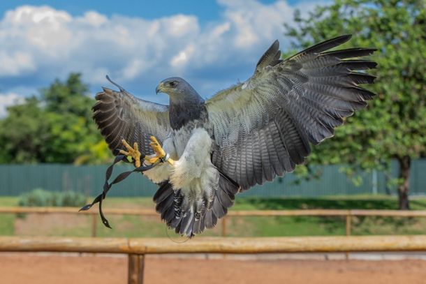Eco Park muda de nome e moradores de Foz poderão visitar novo Zoo Park por R$ 10